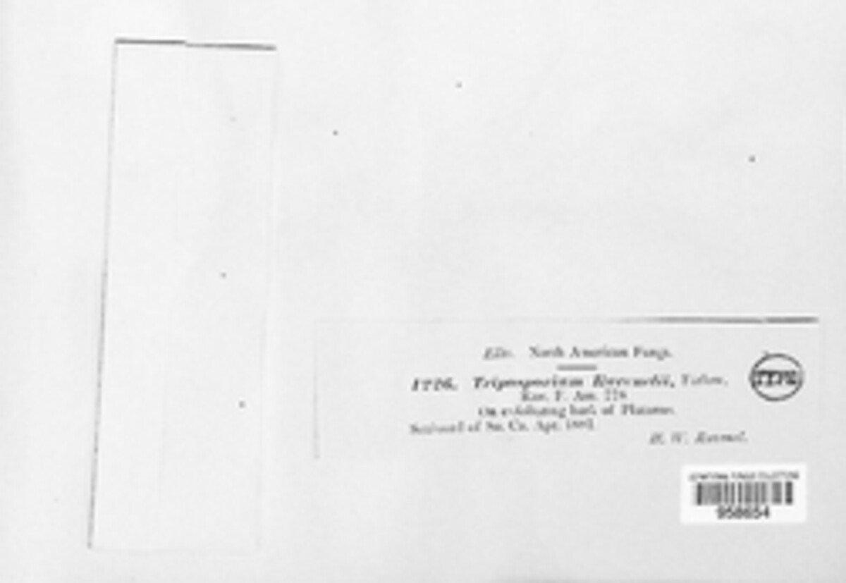 Triposporium ravenelii image